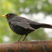 Eurasian Blackbird